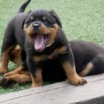 Rottweiler puppy sitting obediently during training - Rottweiler Puppy in Jacksonville, Florida