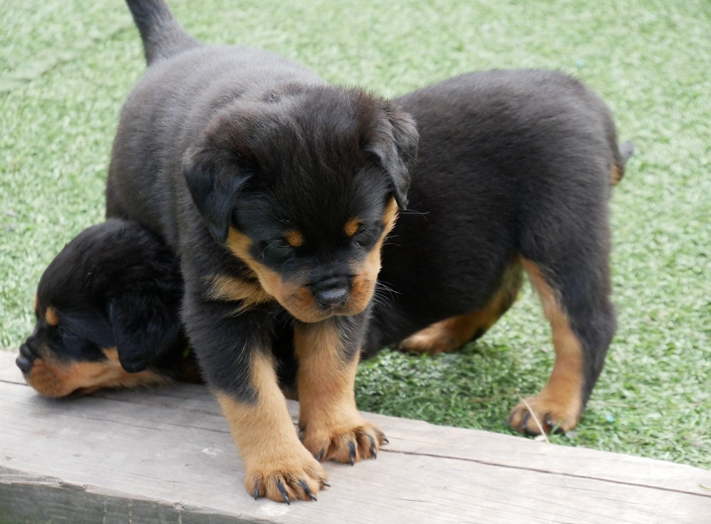 Duke