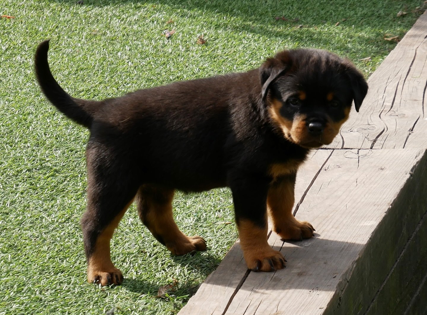 Duke