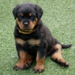 Find rottweiler puppies for sale near you - Rottweiler Puppy in Fort Lauderdale, Florida