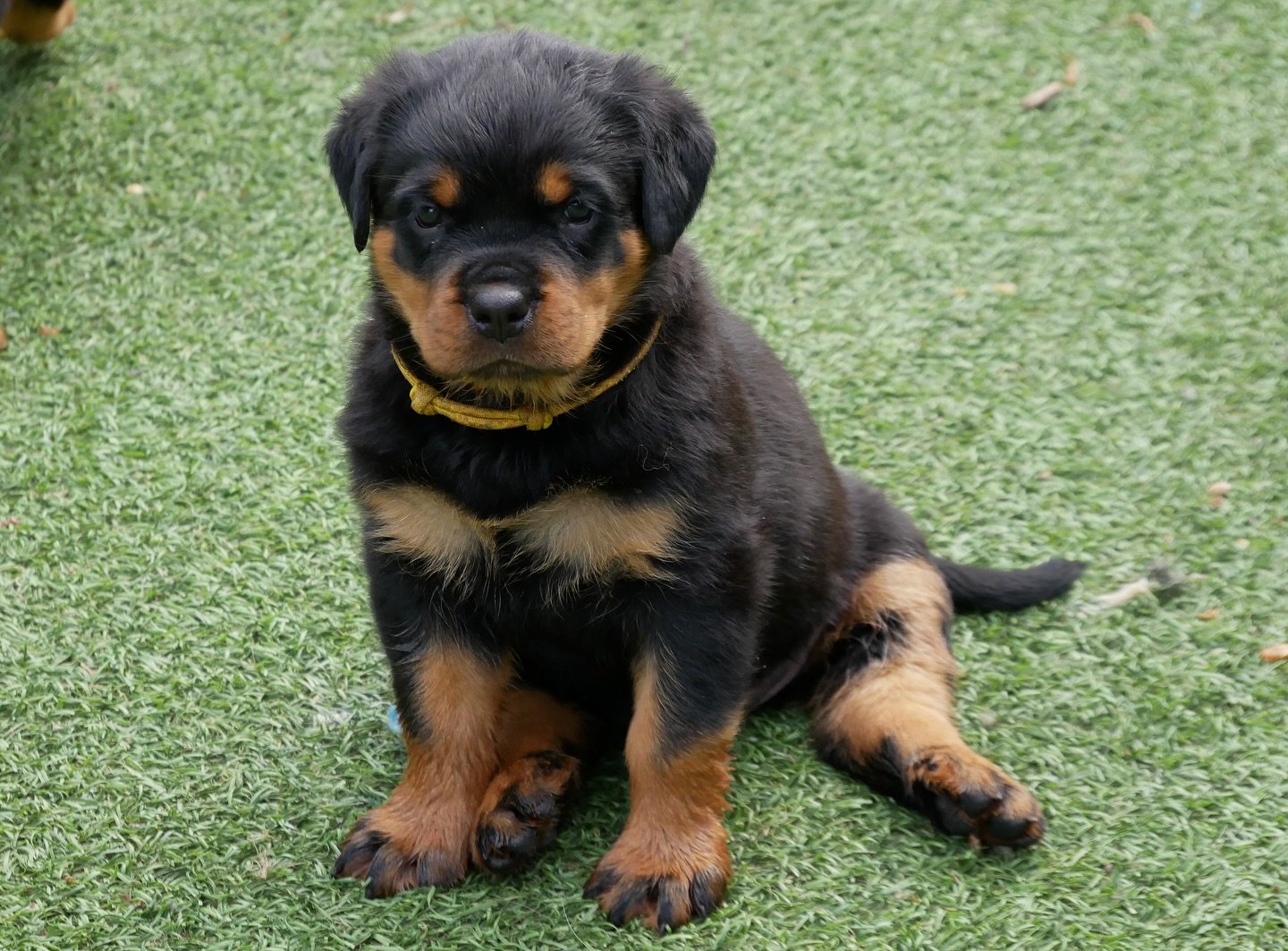 Baron