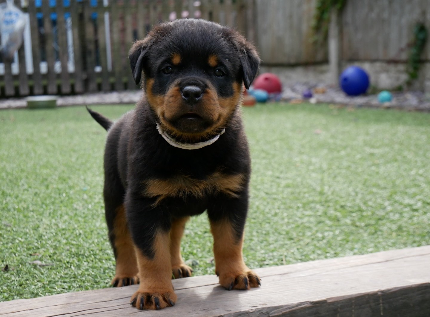 Duke