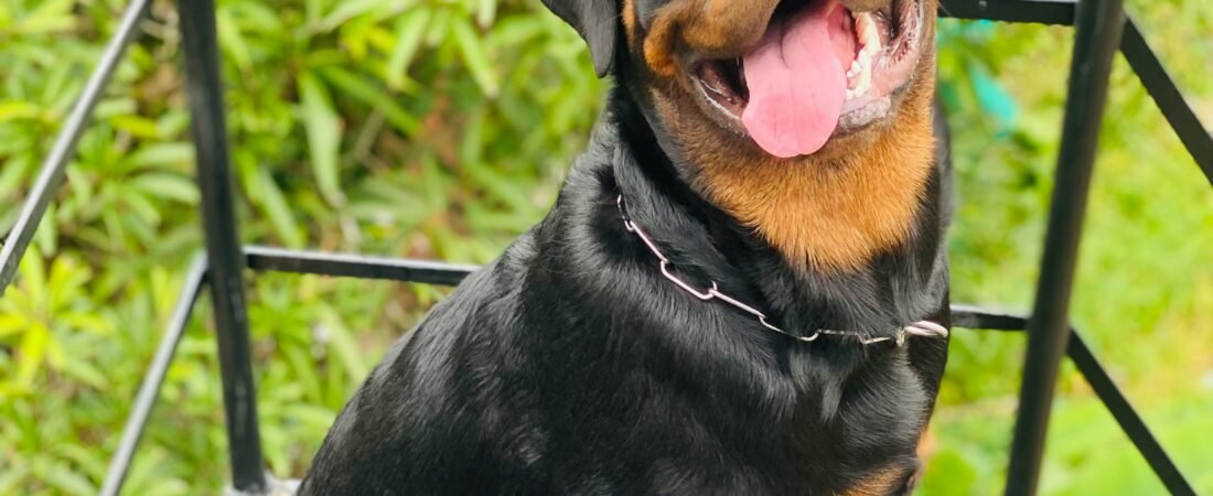 How Often Should You Bathe a Rottweiler? Grooming Guide: Brushing, Nails and Everything In Between - Rottweiler Puppy in Tampa, Florida