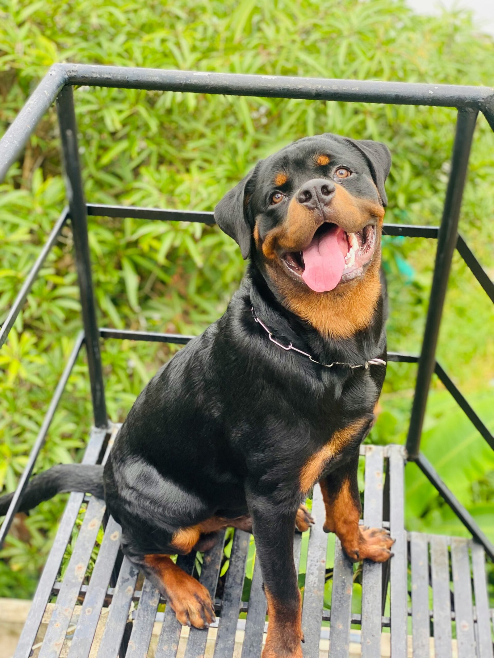 rottweiler puppies for sale - Rottweiler Puppy in Tampa, Florida
