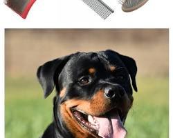 rottweiler puppies cost - Rottweiler Puppy in Jacksonville, Florida