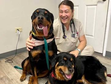 german rottweiler puppies for sale